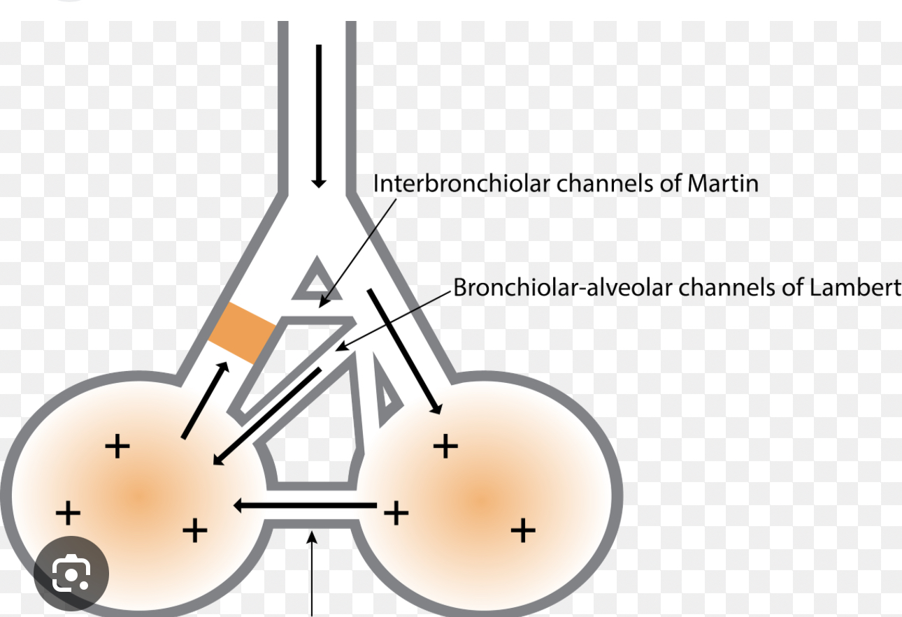 <p>What small channels between alveoli allow air passage and prevent collapse if part of the airway is blocked?<br>Hint: Collat… ventilation</p>