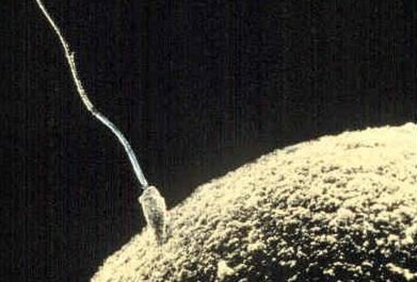 <p>Germ cells (gametes) for reproduction, including sperm and oocytes.</p>
