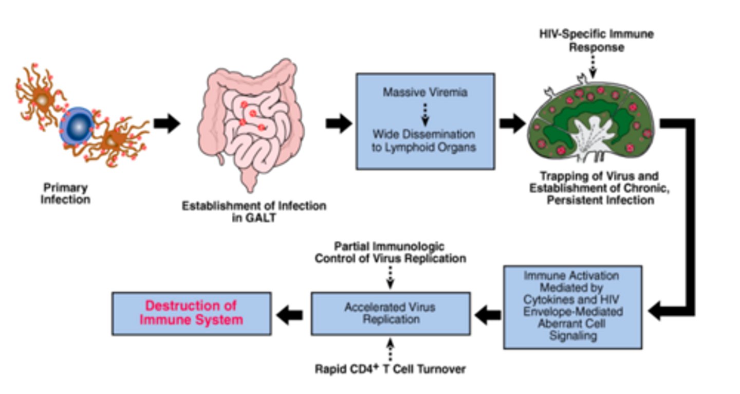 <p>HIV viruses are enveloped, single-stranded RNA viruses with a DNA intermediate</p><p>• DNA intermediate is an integrated viral genome (provirus) that persists within the host-cell DNA</p><p>HIV causes severe damage to the immune system and eventually destroys it</p>