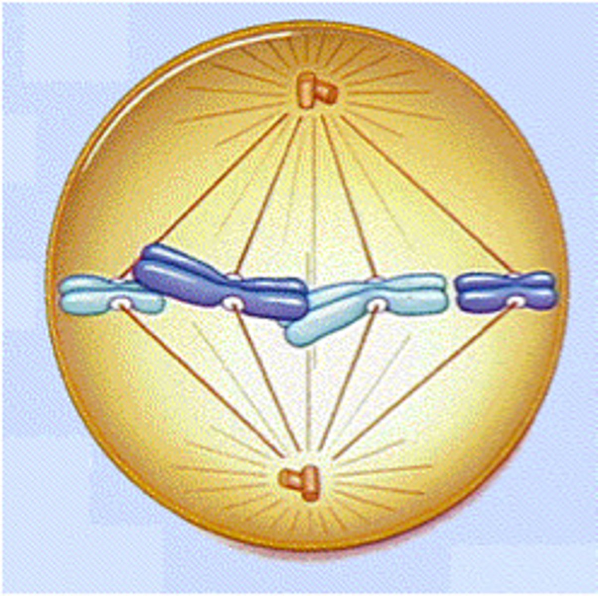 <p>Centromeres of duplicated chromosomes are aligned at plate. Fully formed spindle attach to the sister chromatids from opposite poles</p>