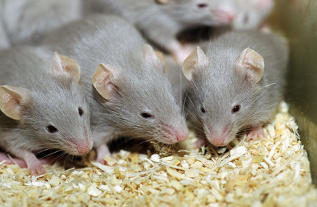 <p>More than one of a noun. Examples: wombats, candies, mice</p>