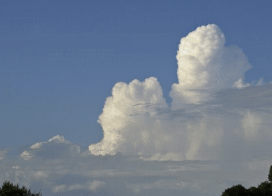 <p>what stage of cumulus is this?</p>