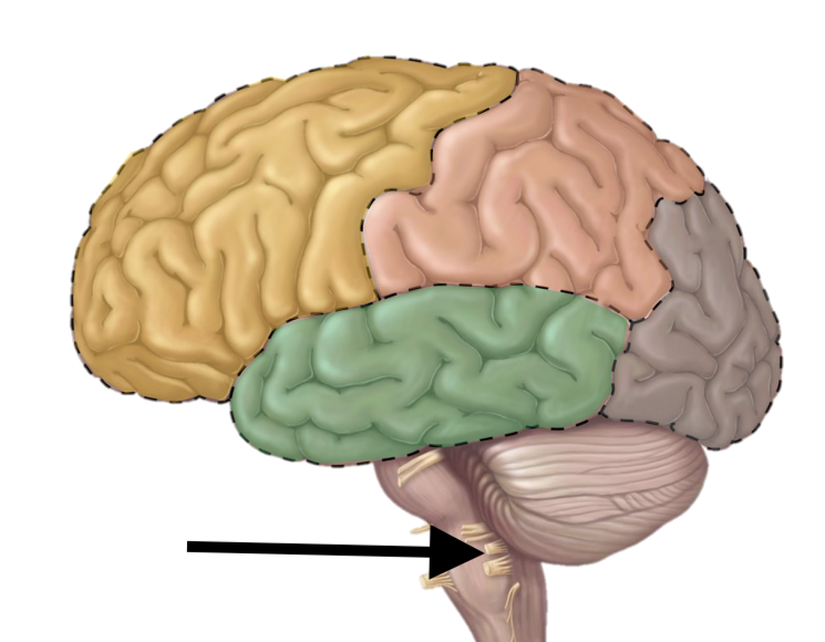 <p>Name the structure</p>