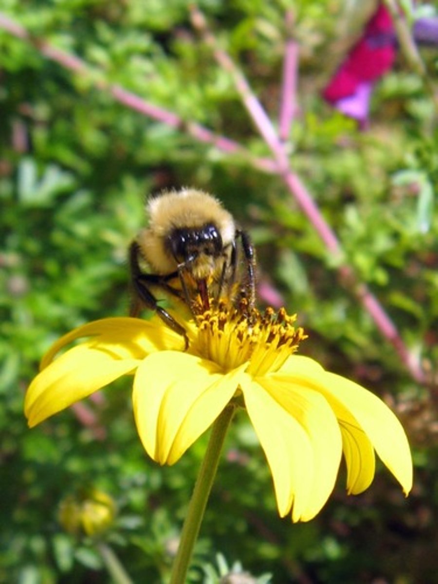 <p>living components of an environment (e.g. plants, animals)</p>