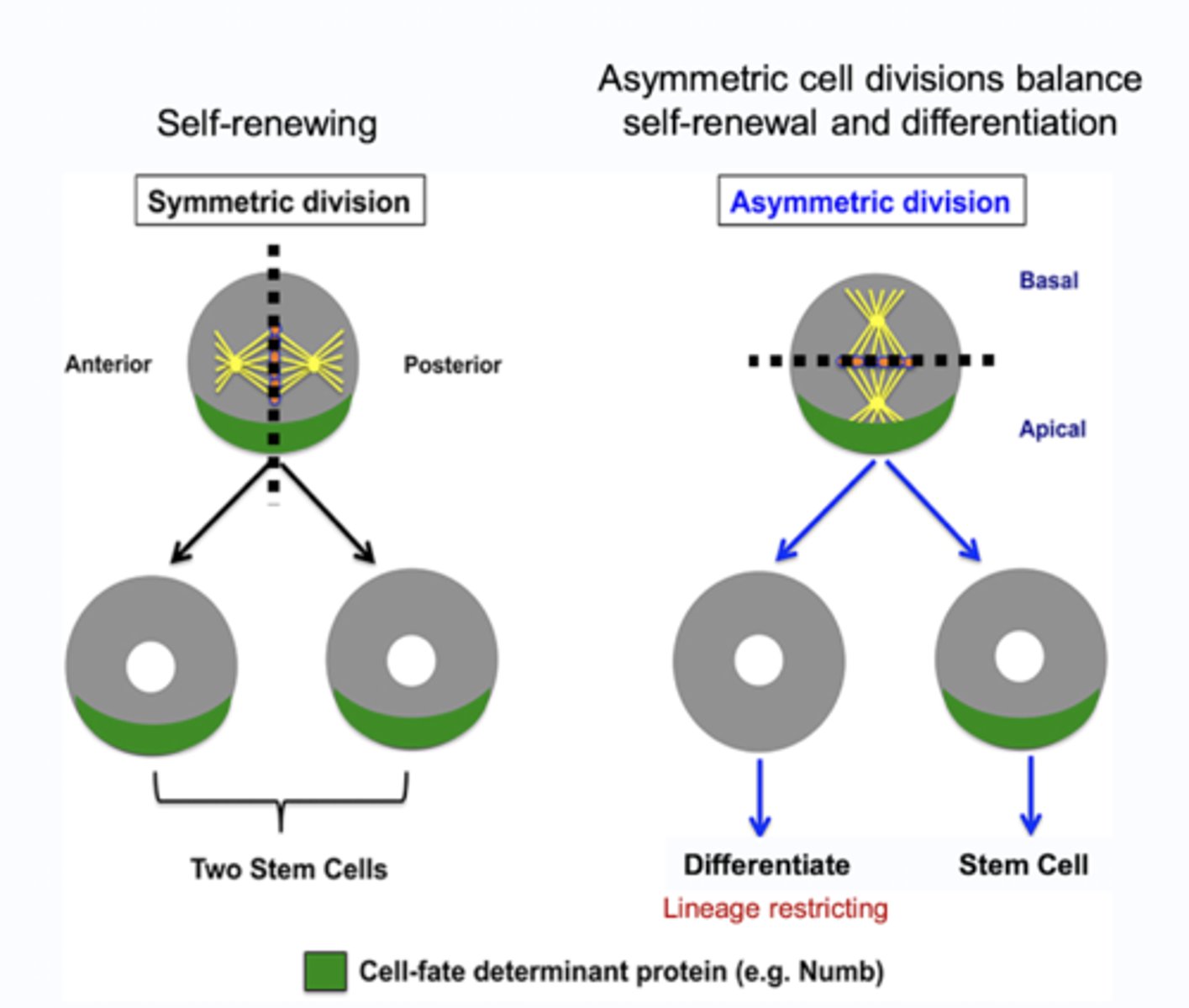 <p>The plane of division. This can either split the apical and basal membrane of the mother cell directly in half, OR it can split the basal membrane into one daughter, and the apical membrane into another</p>