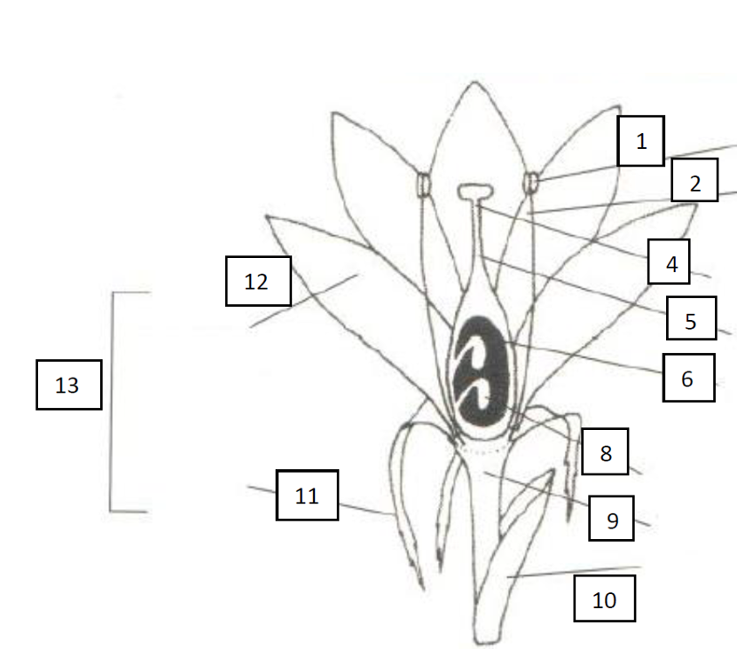 <p>identify the numbered flower components in the above diagram </p>