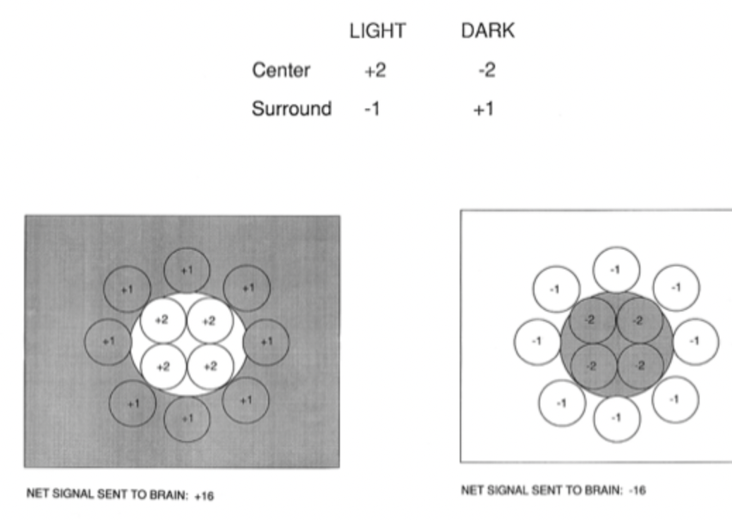 <ul><li><p>arises from centre surround architecture of RGCs </p></li><li><p>when bathed in diffuse light or darkness the brain sends nothing bc the numbers cancel out </p></li><li><p>When presented with dark or light dot the RGC sends maximum signal  </p></li></ul><p></p>