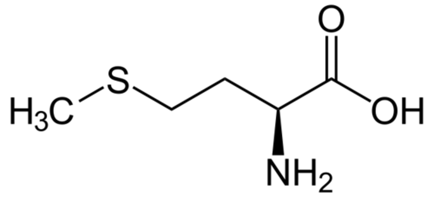 <p>Methionine, Met, M, non-polar, one of two amino acids with sulfur</p>