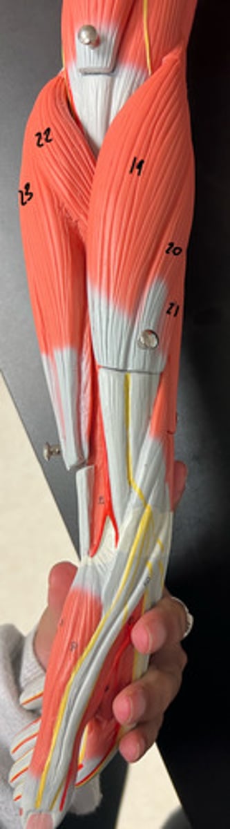 <p>what muscle is 20, what is its function and what nerve innervates it?</p>