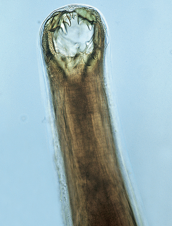 <p>Write the Latin Genus and species names of the parasite next to its picture and description:</p><p>This common roundworm in dogs, especially puppies, is known for its barbed mouth parts shown below. </p>