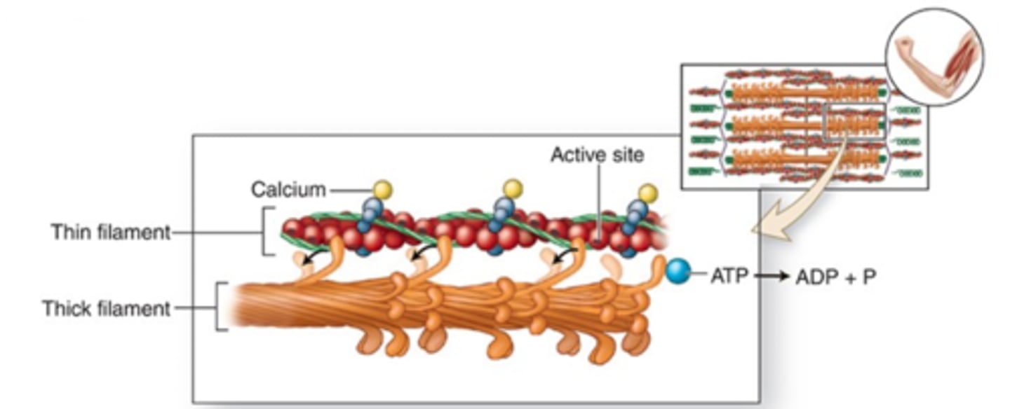 <p>How do myosin heads cause the shortening of sarcomeres? (step 4)</p>