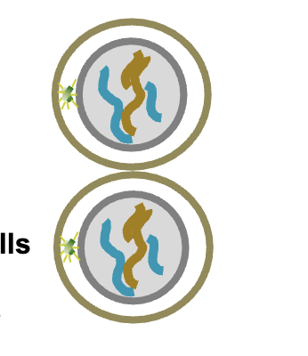 <p>G1 2n</p><p>HOW MANY chromosomes </p><p>HOW MANY chromatid/chromosomes per DNA molecule </p>