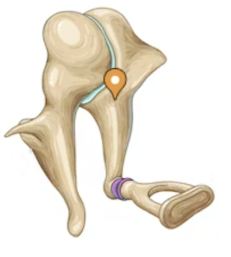 <p>What ossicle joint is highlighted in pink?</p>