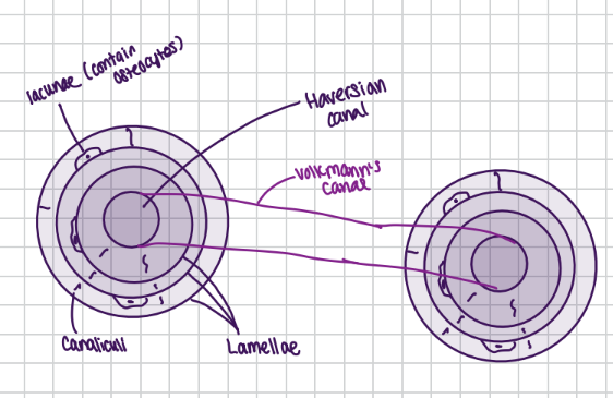 <ul><li><p>it is composed of individual structural units called osteons or Haversian systems</p></li><li><p>an osteon is composed of</p><ul><li><p><strong>osteocytes</strong> found within special spaces called <strong>lacunae</strong></p></li><li><p><strong>lamellae</strong> which are <strong>concentric circles </strong>of bone matrix</p><ul><li><p>osteocytes are present between the lamellae</p></li></ul></li><li><p><strong>canaliculi</strong> connect cells and blood vessels (connection)</p></li><li><p><strong>Haversian canals</strong> contain blood vessels and the nerves </p><ul><li><p>lined with endosteum</p></li></ul></li><li><p><strong>Volkmann’s canals </strong>are found at a right angle to blood vessels found in Haversian canals</p><ul><li><p>these connect the periosteum to the endosteum providing blood supply to the medullary cavity and the Haversian canals</p></li></ul></li></ul></li></ul><p></p>