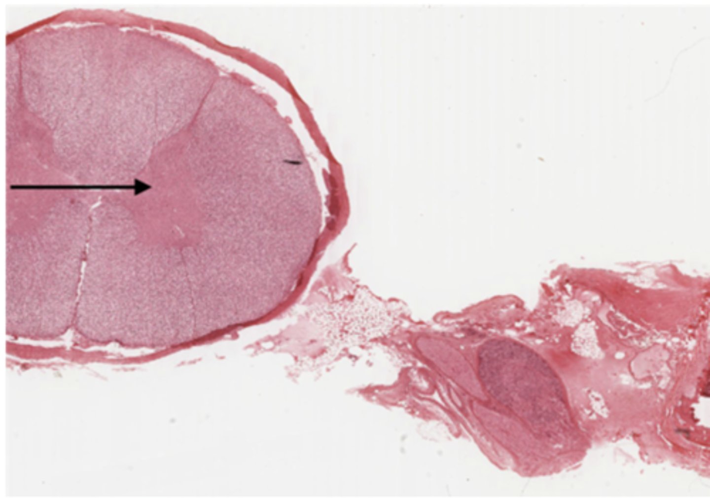 <p>Identify the region of the organ</p>