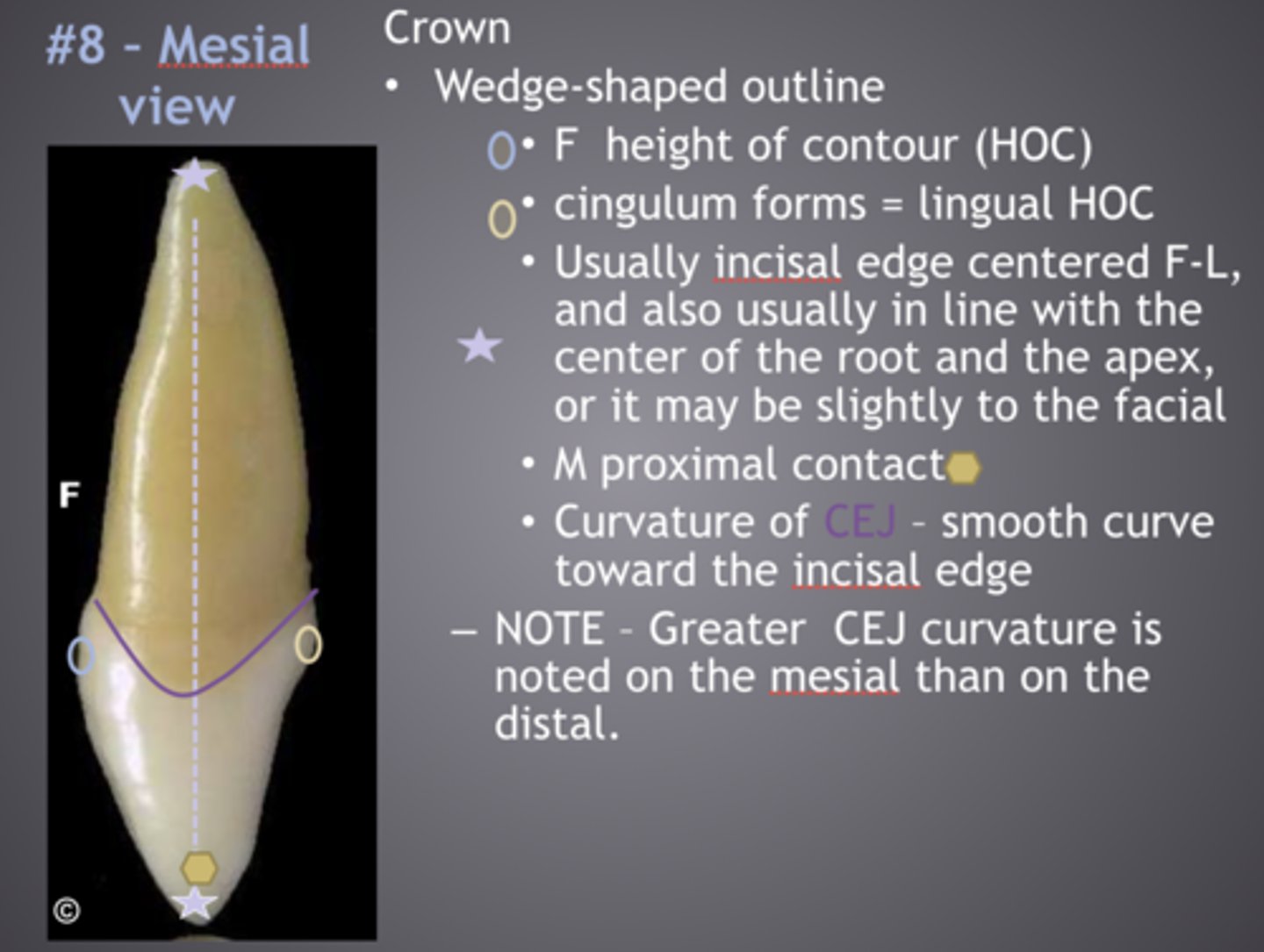 <p>In the cervical third</p>