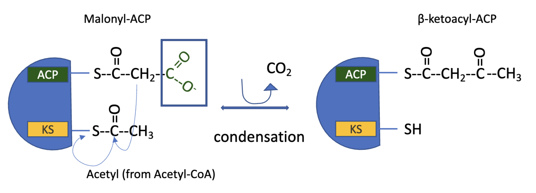 <ul><li><p>Claisen condesation of activated acetyl and malonyl groups to form<strong> acetylacetyl-ACP</strong>, molecule of CO<sub>2</sub>&nbsp;simultaneously produced</p></li><li><p>catalyzed by<strong> β-ketoacyl-ACP synthase</strong></p></li><li><p>the acetyl group is transferred from the Cys-SH group of the enzyme to the malonyl group on the –SH of ACP, becoming the methyl terminal of the new acetoacetyl group</p></li><li><p>the C atom of CO<sub>2</sub>&nbsp;produced is the same one that was introduced into malonyl-CoA from HCO<sub>3</sub><sup>-</sup>&nbsp;in the acetyl-CoA carboxylase reaction&nbsp;</p><ul><li><p>therefore, CO<sub>2</sub>&nbsp;is only transiently in covalent linkage during FAS</p></li><li><p>its removed as each two-carbon unit is added&nbsp;</p></li></ul></li></ul><p></p>