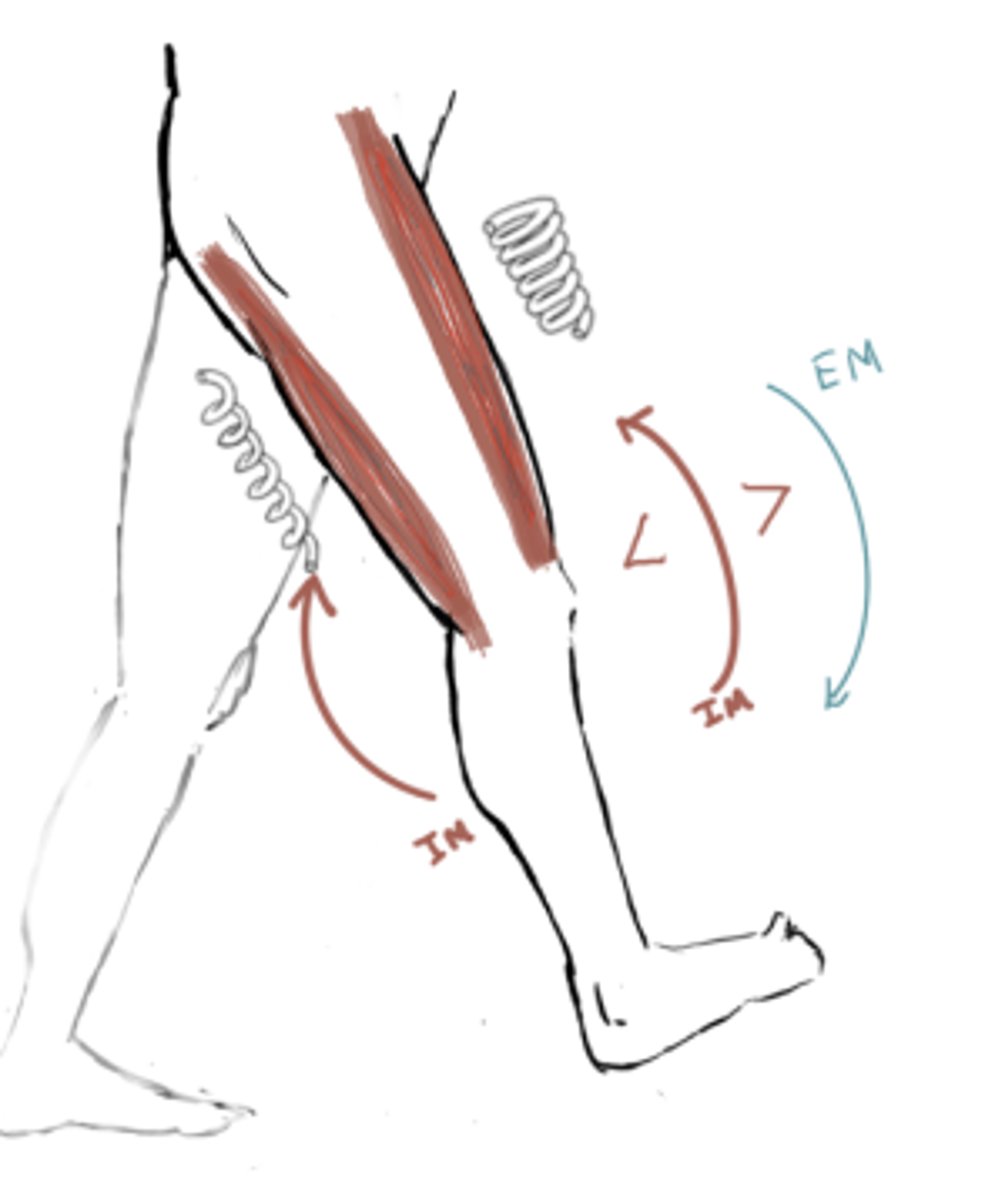 <p>IM: Knee Extension (quads)</p><p>EM: Knee Flexion</p><p>IM&gt;EM (concentric)</p><p>5 - 10° Flexion</p><p>*Hamstrings eccentric to slow down the knee*</p>