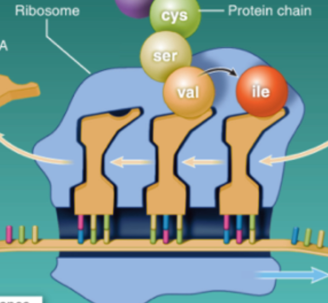 <p>Elongation in Translation (makes protein)</p>