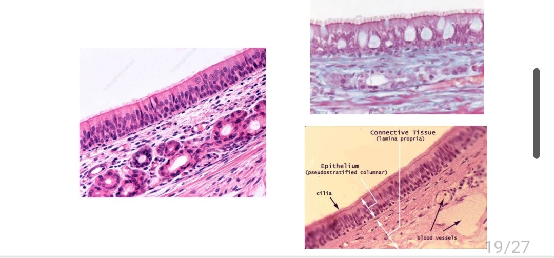 <p>Name the tissue</p>