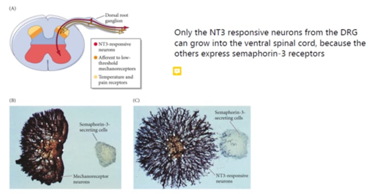<p>Inhibits axon outgrowth from mechanoreceptor neurons in the ventral spinal chord. Only NT3 responsive neurons from the dorsal root ganglion can grow into the ventral spinal cord.</p>