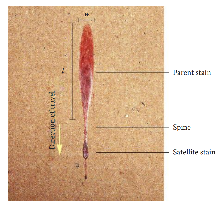 The morphology and directionality of a blood spatter stain. The arrow indicates the direction of travel.