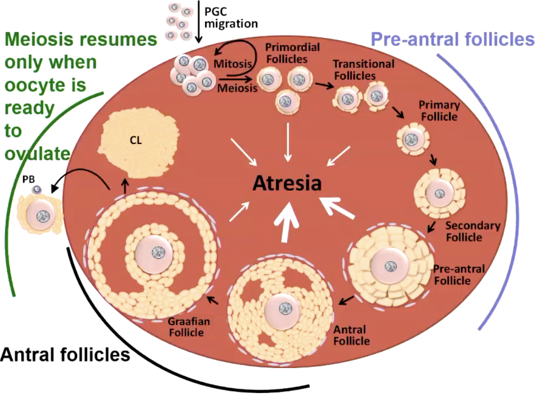 <p>Process where primordial follicles grow and develop into mature, ovulatory (Graafian) follicles</p><p>main stages are: <span><strong><span>Primordial → Primary → Secondary (Pre-antral) → Antral → Pre-ovulatory (Graafian).</span></strong></span></p>