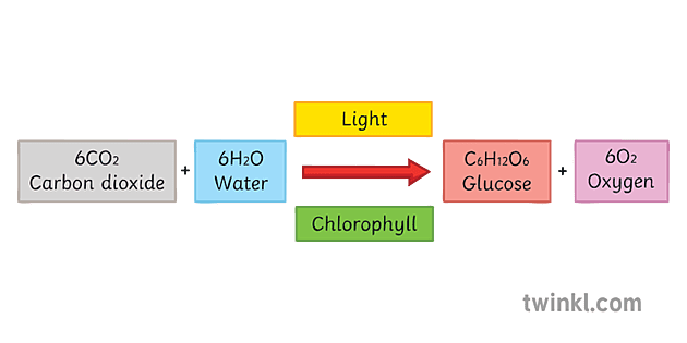 photosynthesis equation 
