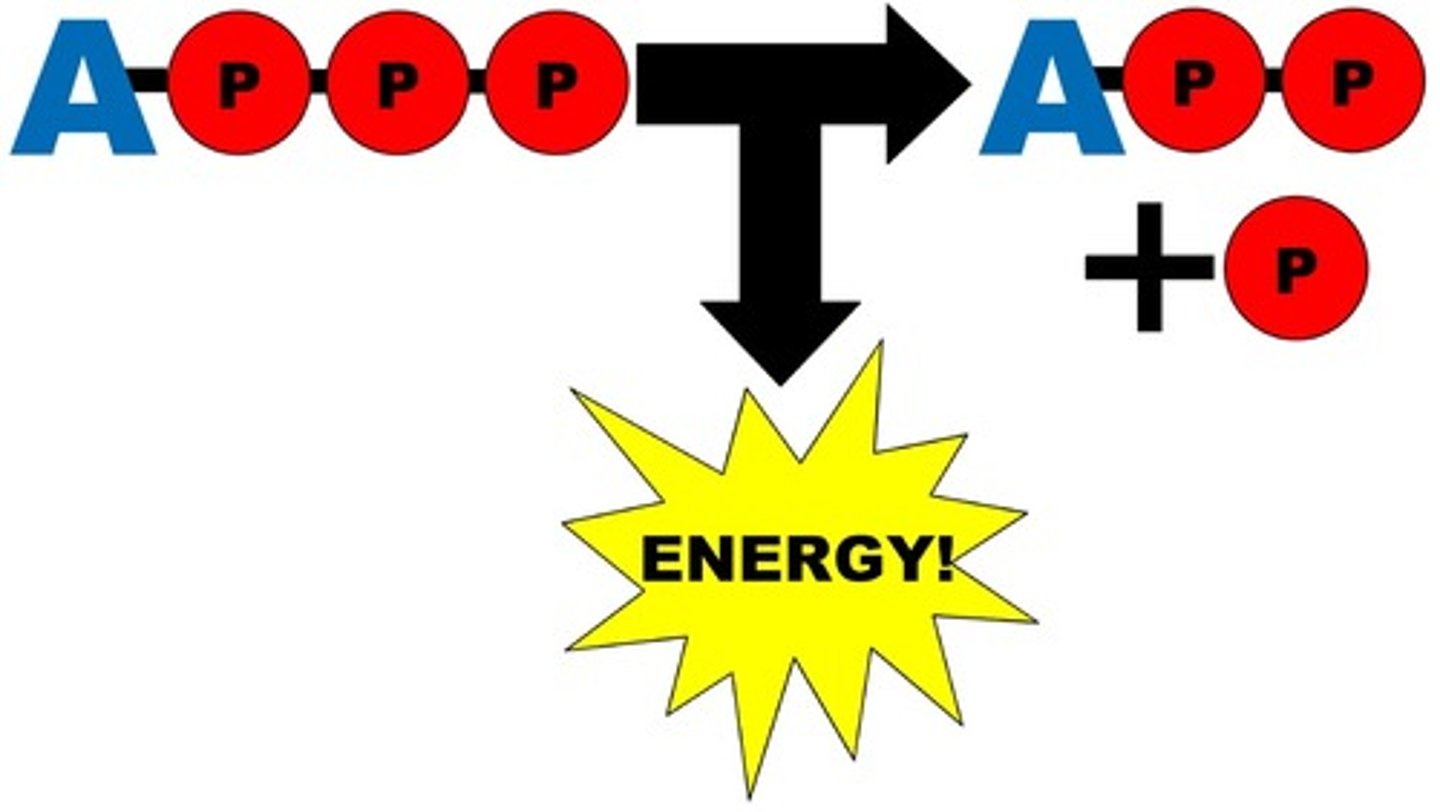 <p>A molecule containing three high energy phosphate bonds that acts as the primary energy-transferring molecule in a living organism.</p>