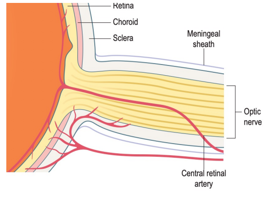 <p>The <strong>central retinal artery</strong> enters the optic nerve approximately <strong>12 mm</strong> behind the globe</p><ul><li><p>Its branches supplies the<strong> inner retina</strong></p></li><li><p>As it branches at the optic disc, it also provides <strong>partial perfusion </strong>of the <strong>superficial optic disc</strong> via small capillaries</p></li></ul><p><strong>Anastomoses </strong>of the <strong>posterior </strong>ciliary artery branches form the <strong>circle of Zinn-Haller</strong> which contributes <strong>significant perfusion</strong> to the optic nerve head.</p><p>Optic nerve vessels are <strong>non-fenestrated endothelial cells</strong> with<strong> tight junctions </strong>surrounded by <strong>pericytes </strong>and share the same<strong> blood-nerve barrier</strong> as the blood-brain barrier.</p><p>Optic nerve head vessels can also <strong>autoregulate </strong>to maintain blood flow <strong>despite intraocular pressure changes</strong></p>