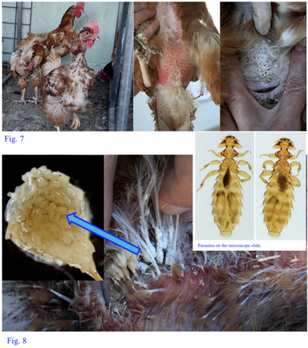 <p>Station 6: </p><p>On inspection of a flock of birds you notice that birds present frequent pecking, severe irritation, erythematous and inflamed skin and scabs (Fig. 7). On close examination the formations shown in Fig 8 and in Petri dish A (stereomicroscope) were seen around the feathers, especially in the anus area. Parasites like those on the microscope were moving very quickly on the skin of the birds, some of them even transferred to you</p>