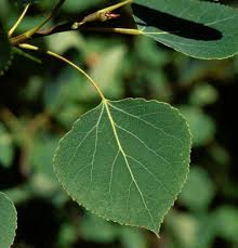 <p><em>Populus tremuloides</em></p>