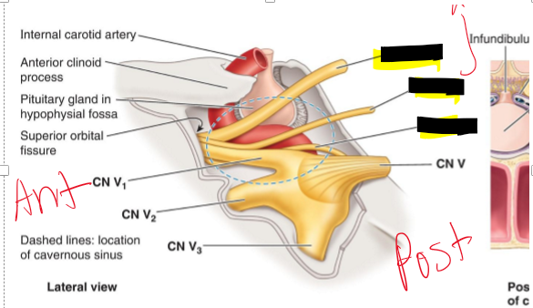 <p>Name the structure.</p>