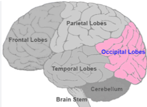 <p>Responsible for visual processing. Located at the back of the brain.</p>
