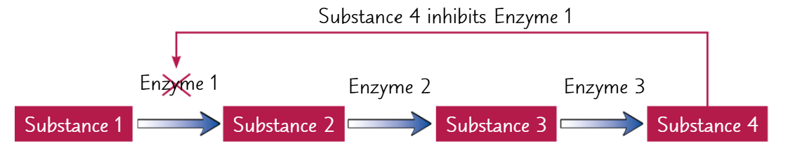 <ul><li><p>a metabolic pathway is a series of connected metabolic reactions. The product of the first reaction takes part in the second reaction and so on</p></li><li><p>each reaction is catalysed by a different enzyme</p></li><li><p>many enzymes are inhibited by the product of the reaction they catalyse. This is known as product inhibition</p></li><li><p>end product inhibition is when the final product in a metabolic pathway inhibits an enzyme that acts earlier in the pathway</p></li></ul><p></p>