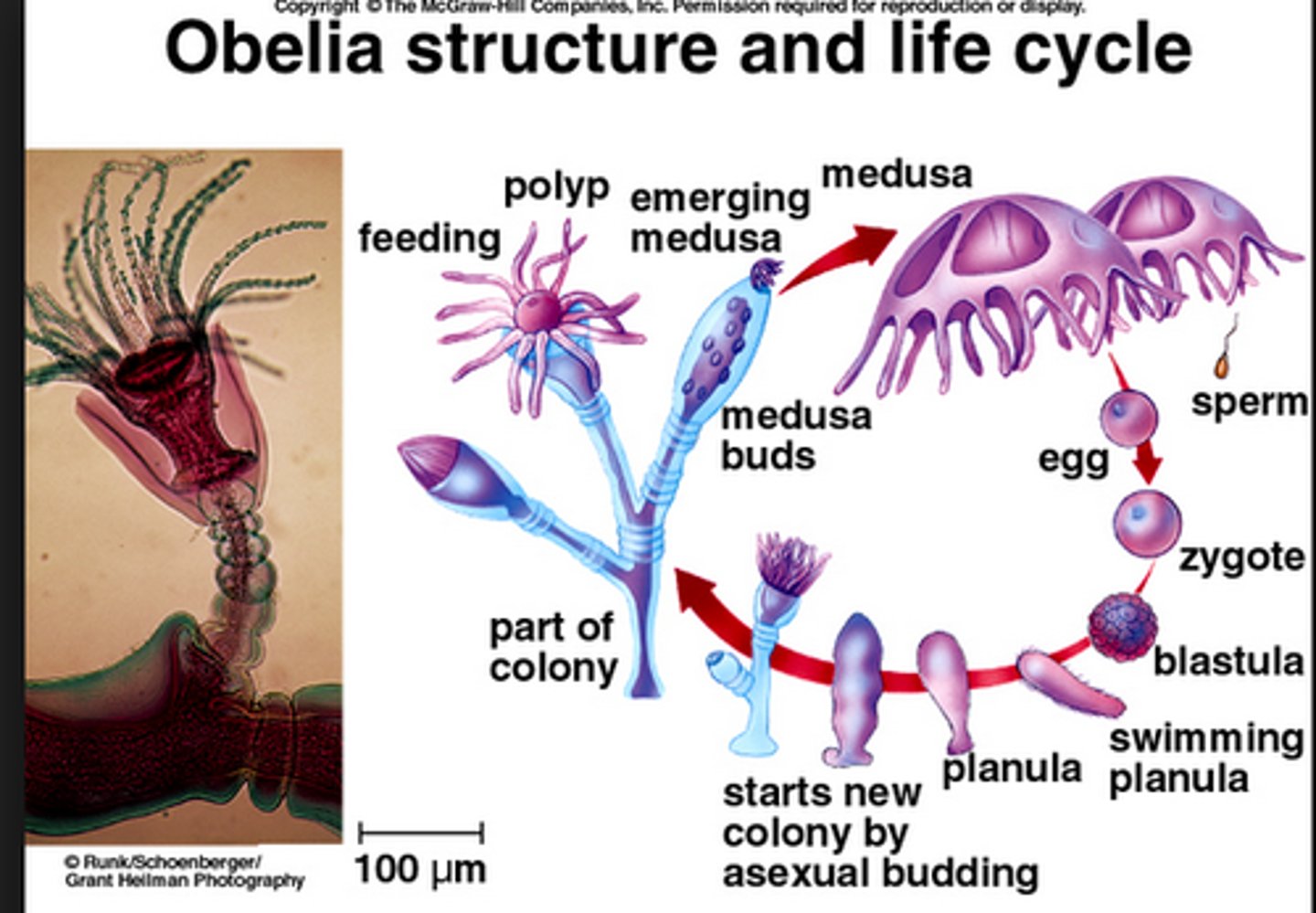 <p>obelia life cycle</p>