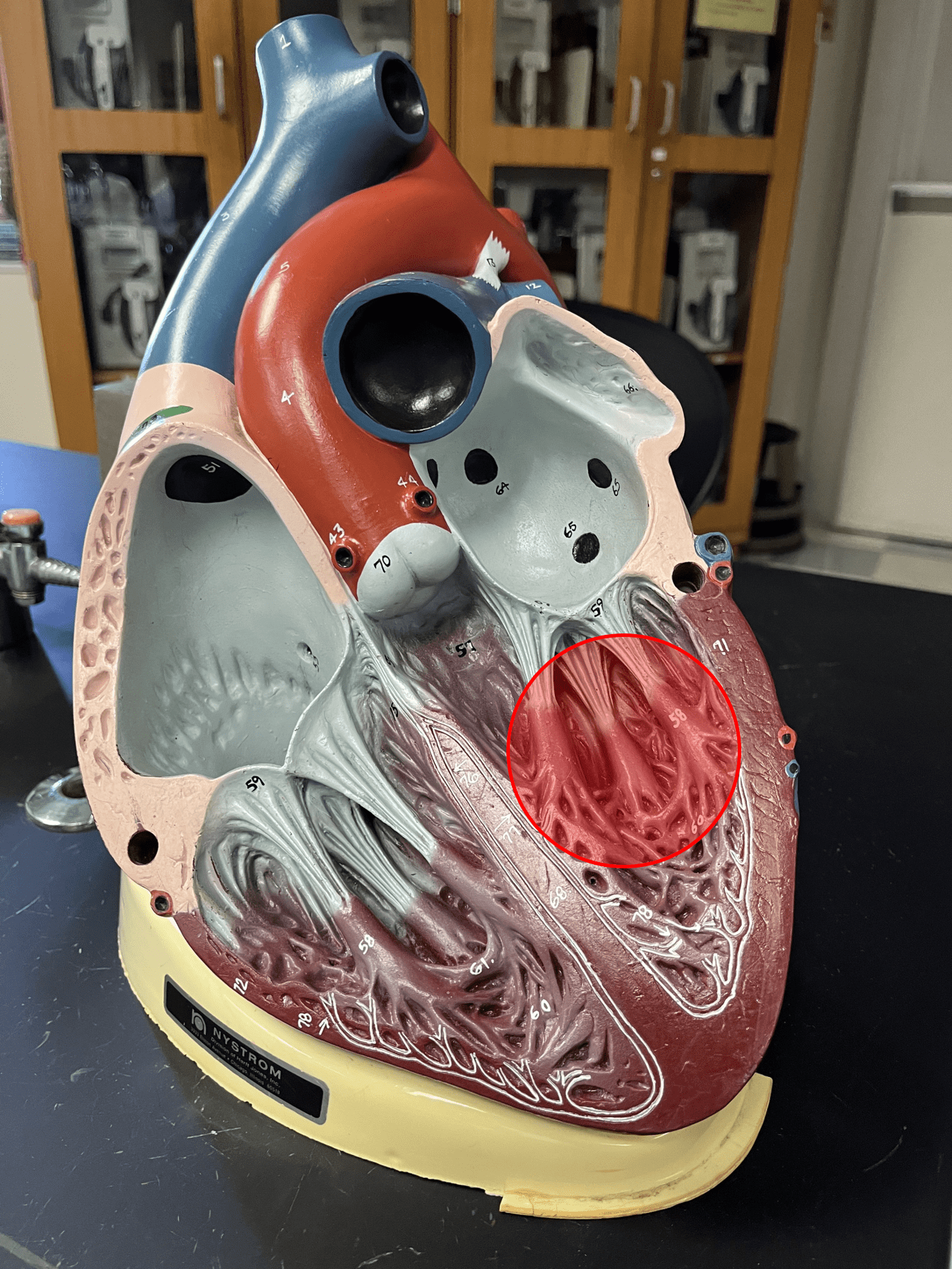 • The inferior, left chamber of the heart.

• Receives oxygenated blood from the left atrium.

• Pumps blood into the aorta.