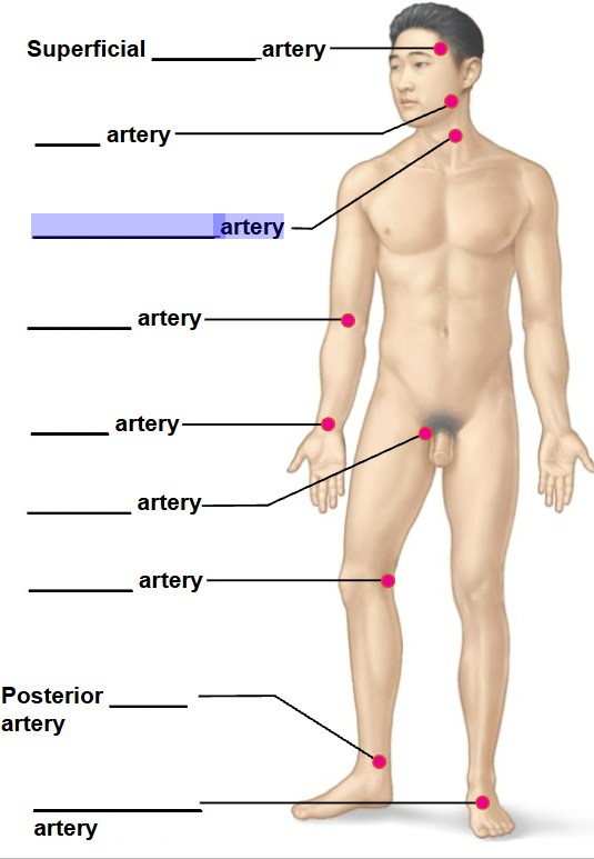 <p>highlighted arrow </p>