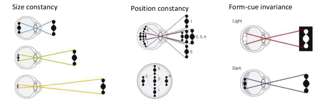 <ol><li><p>SIZE - The <strong>size</strong> of its image on the retina becomes larger or smaller due to the viewing distance</p></li><li><p>POSITION - The <strong>location</strong> in the retinal image changes</p></li><li><p>FORM-CUE - There are changes in <strong>reflectance</strong> e.g. changes in properties that define it (colour/texture)</p></li></ol><p></p>