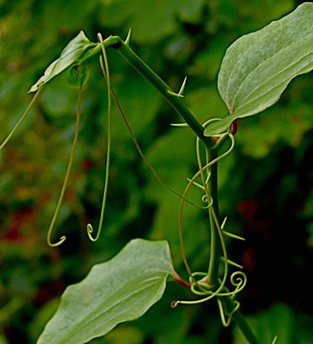 <ul><li><p>spiny</p></li><li><p>vine with tendrils at nodes</p></li><li><p>broad net-veined leaves</p></li><li><p>carrion-scented flowers</p></li></ul><p>Genus</p>