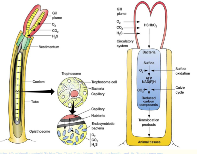 <p>chemoautotrophic microbes</p><ul><li><p><span>No photosynthesis as there is no light</span></p></li><li><p><span>Chemoautotrophic bacteria ensures oxidation of chemicals similar to photosynthesis to produce organic compounds</span></p></li><li><p><span>E.g.Giant tube worm</span></p></li></ul><p></p>