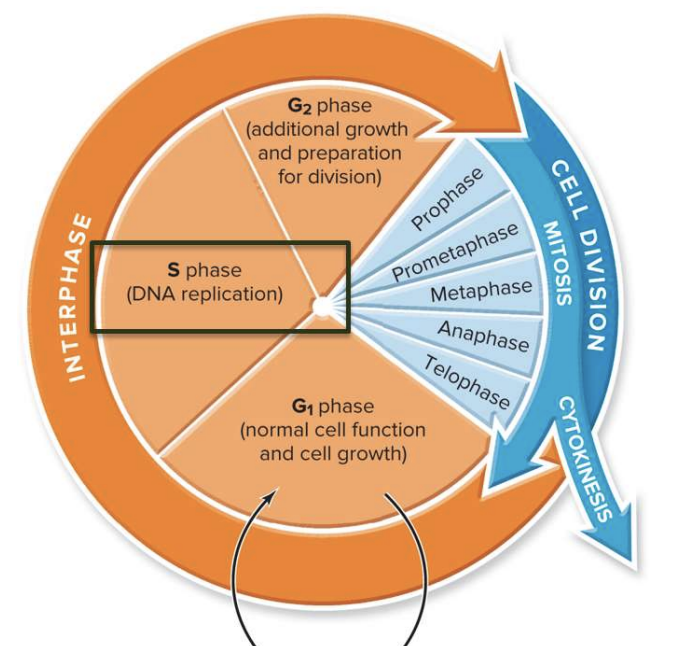 <p>DNA Replication</p><ul><li><p>DNA wraps around histones</p></li></ul>