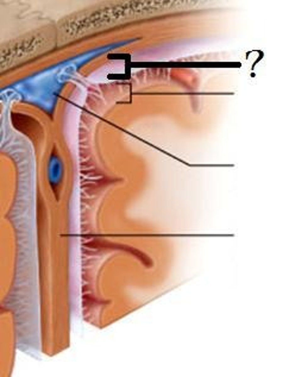 <p>-Separates arachnoid from dura mater above in some spaces</p>