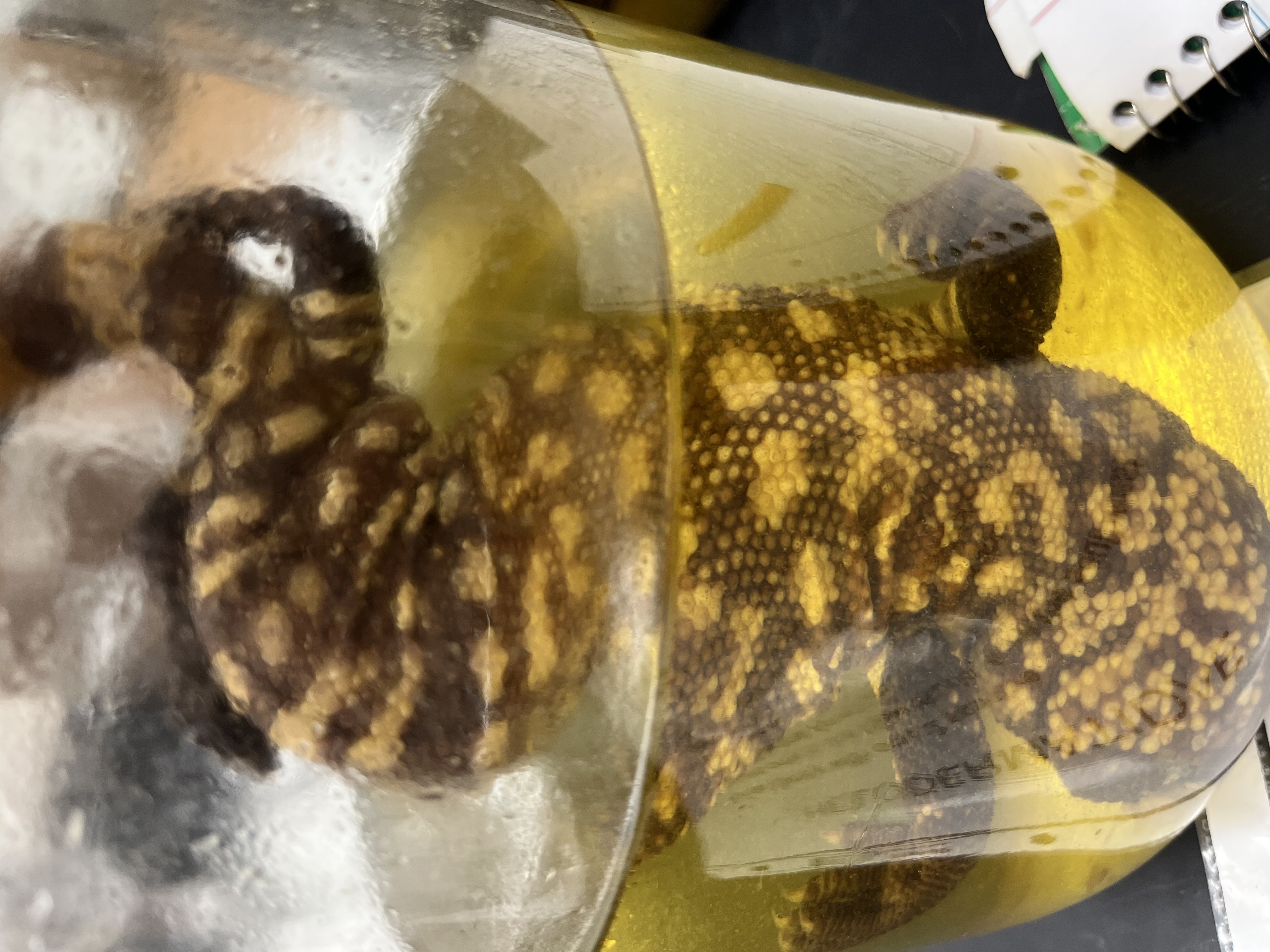 <ul><li><p>spotted</p></li><li><p>large</p></li><li><p>large head</p></li><li><p>leopard spots</p></li></ul><p></p>