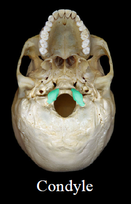 <ul><li><p>smooth, rounded end</p></li><li><p>Ex. Occipital condyle</p></li></ul>