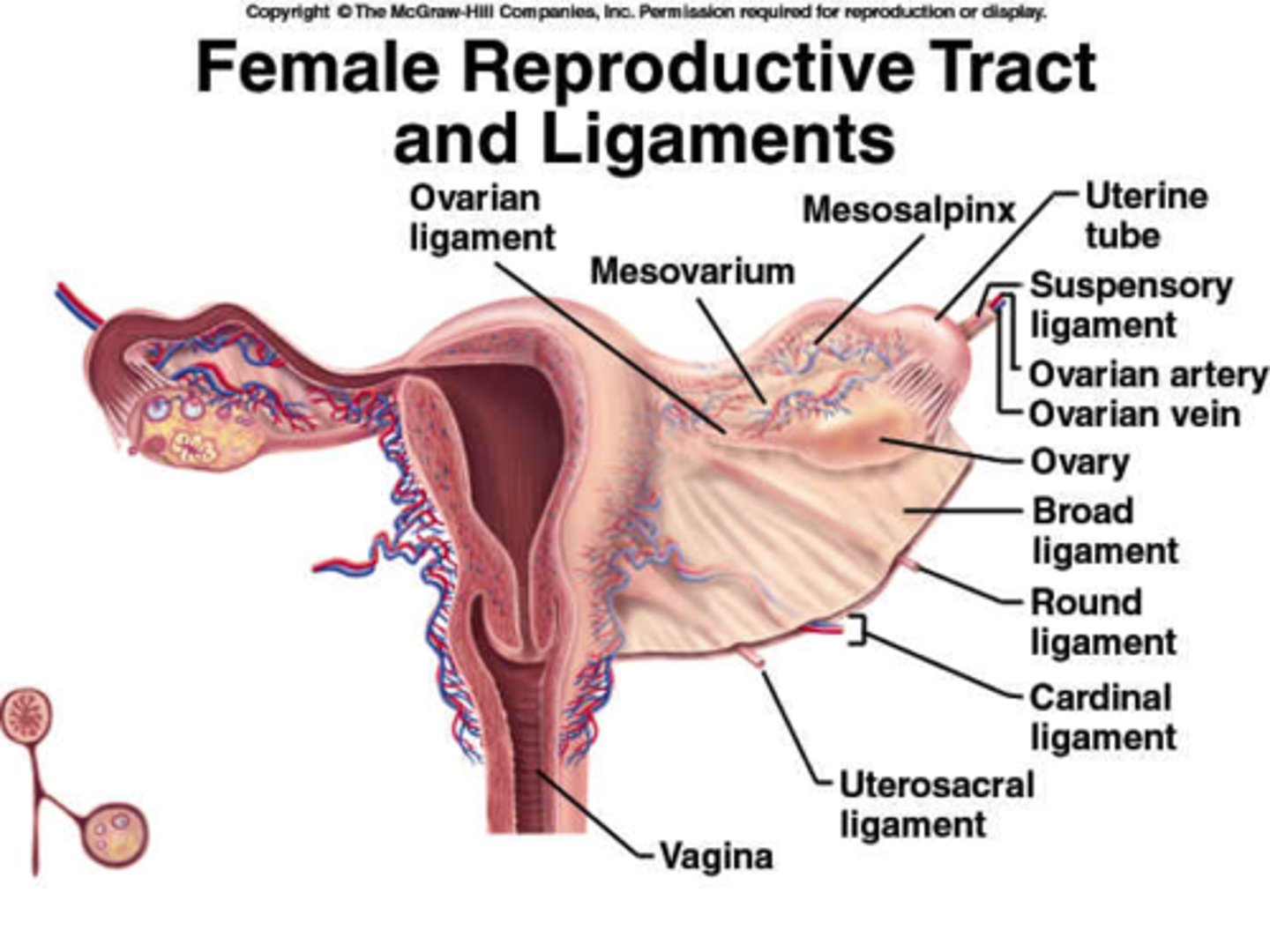 <p>-Provide support</p><p>-Various ligaments support and suspend the uterus</p>