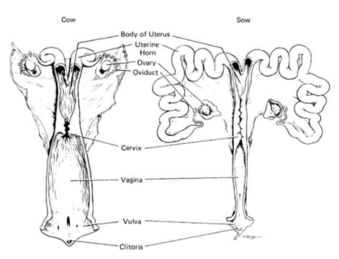 <ul><li><p>Uterine body</p></li><li><p>Uterine horns</p></li><li><p>Ovary</p></li><li><p>Oviduct</p></li><li><p>Cervix</p></li><li><p>Vagina</p></li><li><p>Vulva</p></li><li><p>Clitoris</p></li></ul>