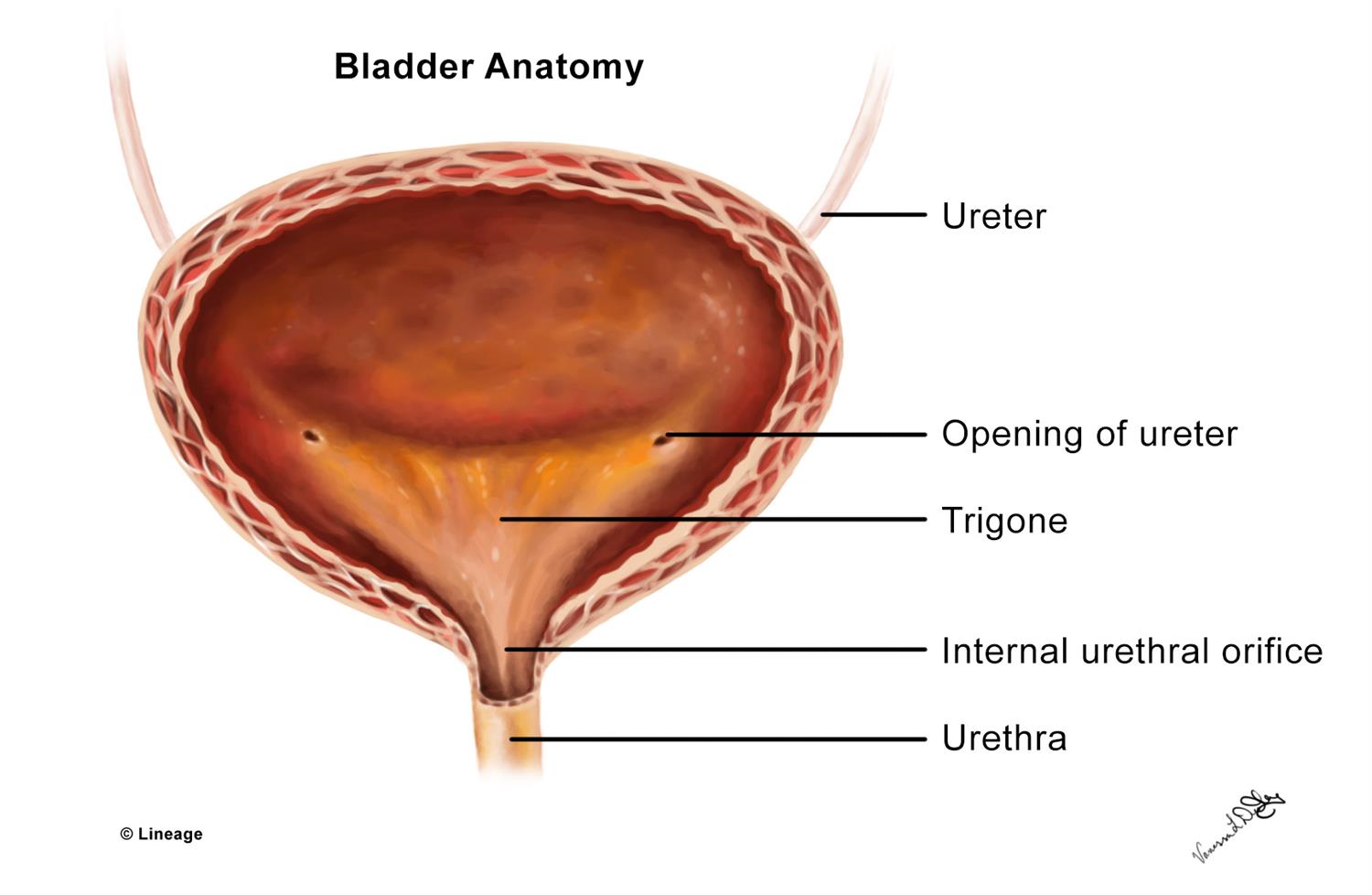 <p>Triangular area of bladder base between three openings (bladder anatomy)</p>