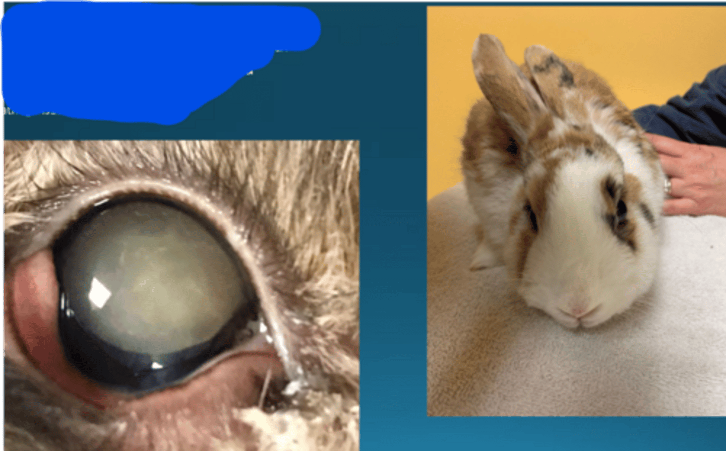 <p>A rabbit presents with head tilt and cataracts. What is your top differential and how do you diagnose?</p>