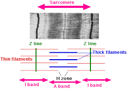 <ul><li><p>The ends of each sarcomere is marked with a Z-line </p></li></ul><p></p><ul><li><p>The middle of each sarcomere is an M-line which is in the middle of the myosin filaments </p></li></ul><p></p><ul><li><p> Around the M-line is the H-zone which only contains myosin filaments </p><p></p></li></ul>